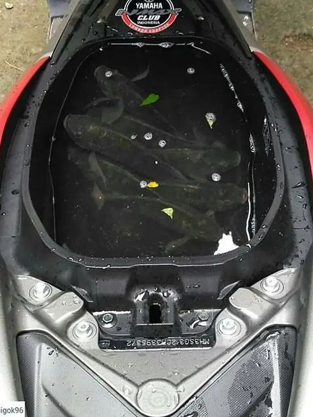 7 Potret Nyeleneh Isi Bagasi Motor Ini Bikin Heran, Ada yang Simpan Ayam