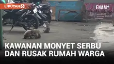 Kawanan Monyet Serbu Pemukiman Warga dan Rusak Rumah