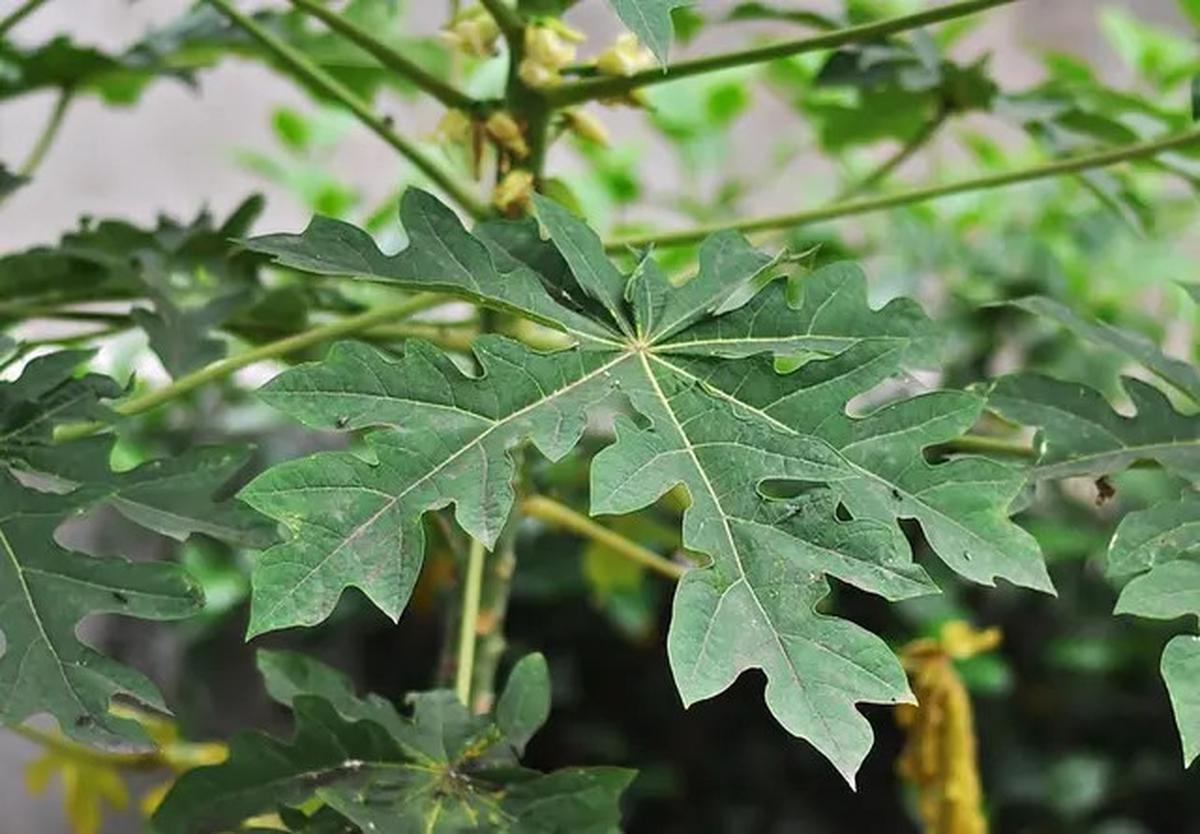 Resep Daun Pepaya Anti Pahit yang Semua Orang Suka, Lezat dan Bikin Nagih