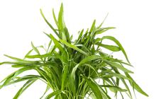 Punya Segudang Khasiat, Ini Manfaat Kangkung untuk Kesehatan yang Penting Dipahami