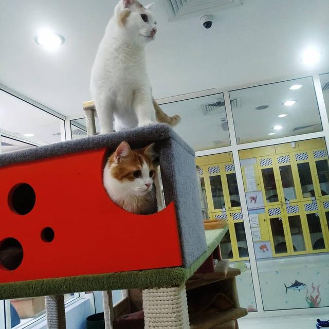 Hotel mewah untuk kucing, Urban Tails, Dubai, Uni Emirat Arab. (dok. Instagram @urbantailsdubai/https://www.instagram.com/p/B3wwkdtpGei//Adhita Diansyavira)