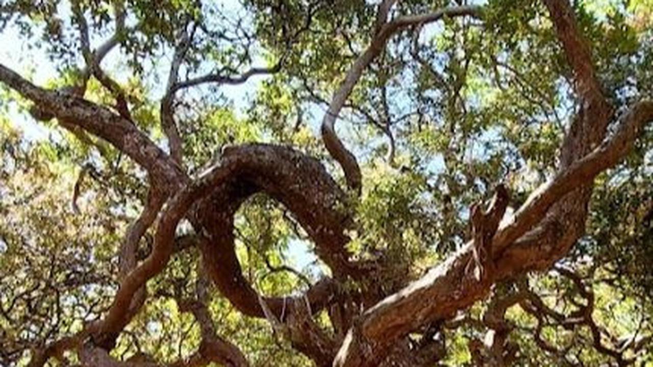 Menjelajah Hutan Bonsai Fatumnasi di NTT, Ribuan Pohon Kerdil Berusia Ratusan Tahun Bentuknya Bak Orang Menari