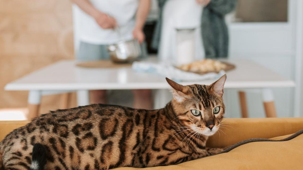 Jenis Kucing Bengal