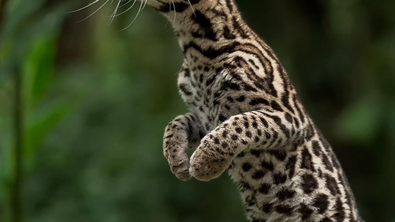 9 Hewan Pemalu dan Imut yang Mungkin Belum Pernah Kamu Lihat Sebelumnya