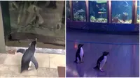 Negara Lockdown, Penguin di Kebun Binatang Ini Bebas Bak Pengunjung