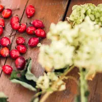 Manfaat rosehip oil untuk kecantikan kulit. (Foto: unsplash.com)