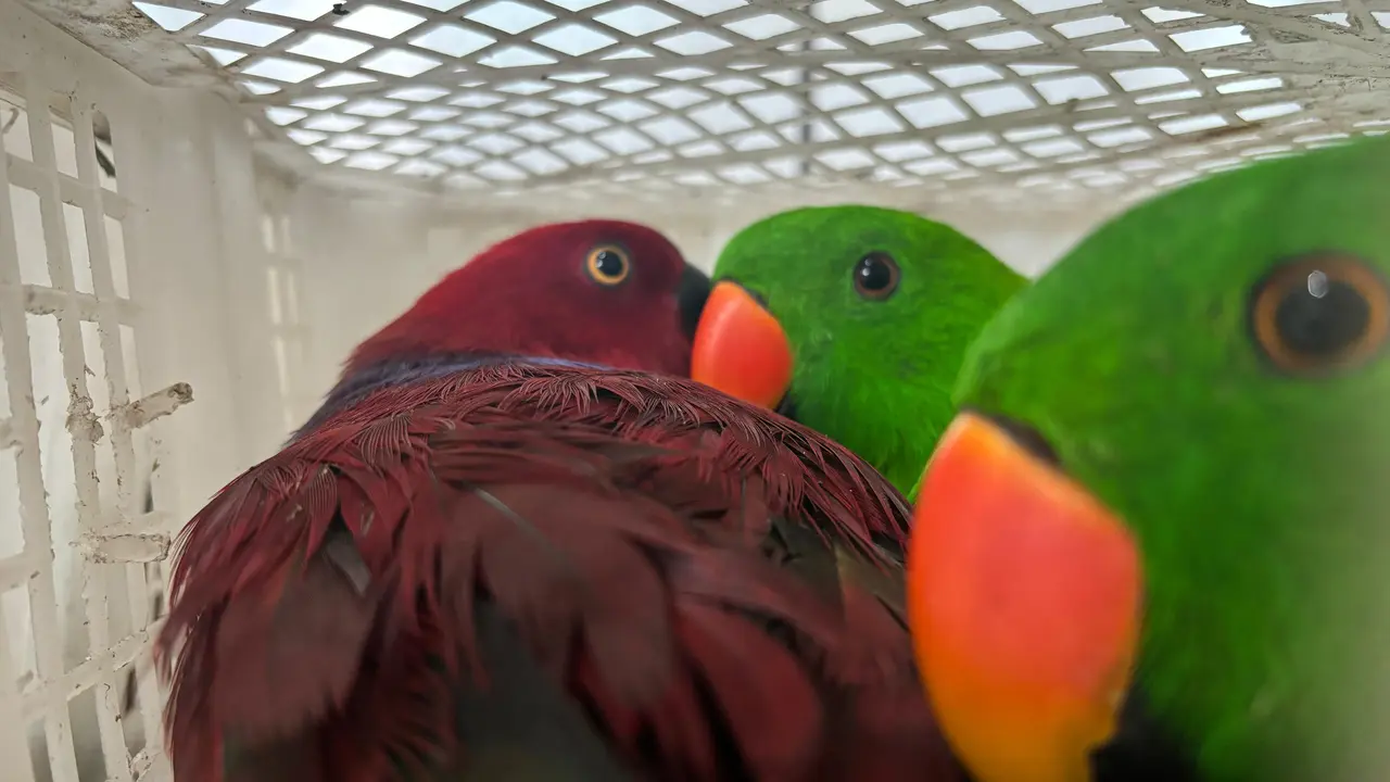 Burung selundupan dari Maluku Utara yang berhasil diamankan pihak Balai Karantina Sulut.