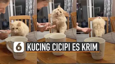 Beredar video ekspresi kucing saat cicipi es krim. Ternyata kucing ini baru pertama kali mencoba es krim.