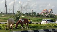Sepasang kuda memakan rumput di taman trotoar Kota Makassar (Liputan6.com/Ahmad Yusran)