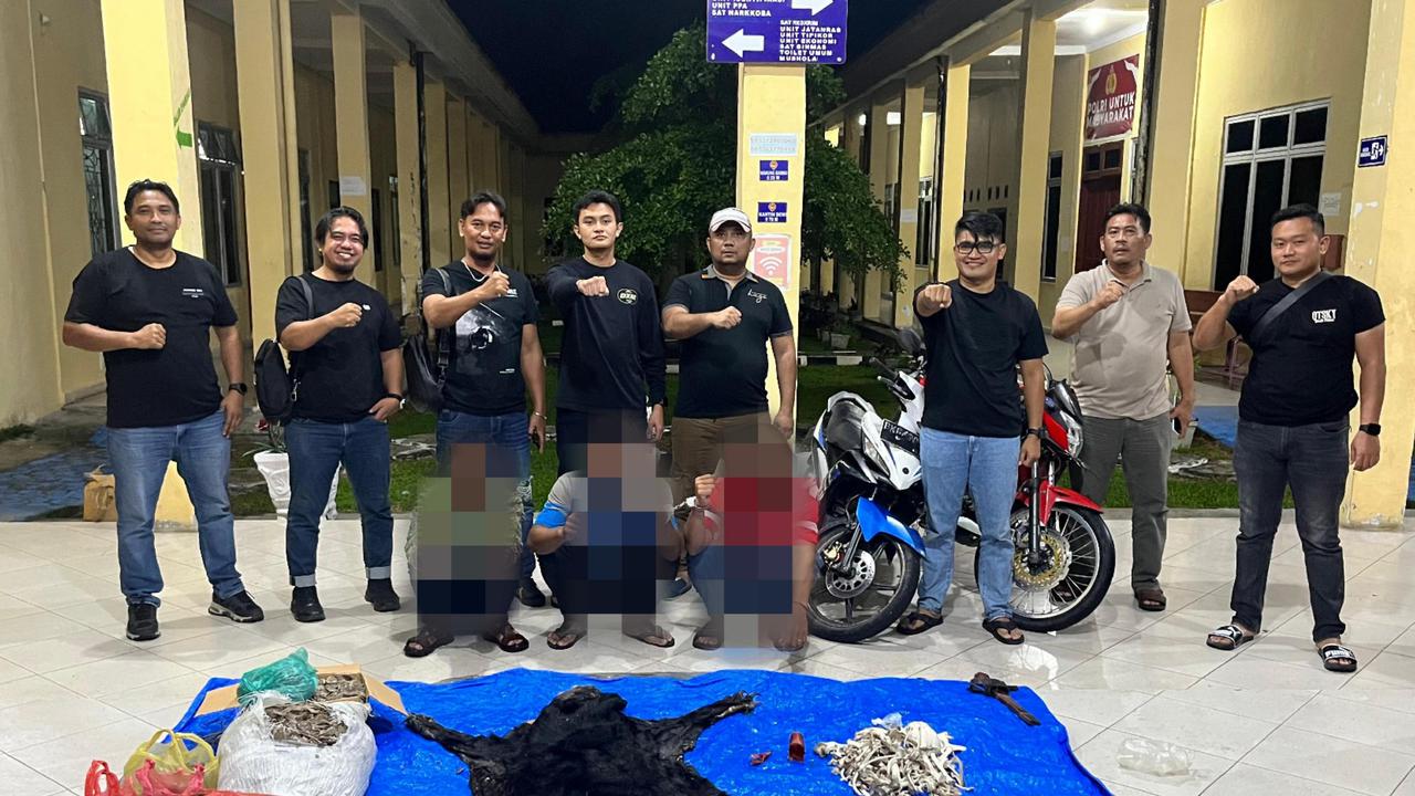 Polres Simalungun Bongkar Perdagangan Satwa Dilindungi, 30 Kg Sisik Trenggiling Disita dan Tiga Tersangka Ditangkap