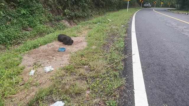 Bikin Haru, Anjing Ini Setia Tunggu Majikan di Tempat Ia Ditinggal