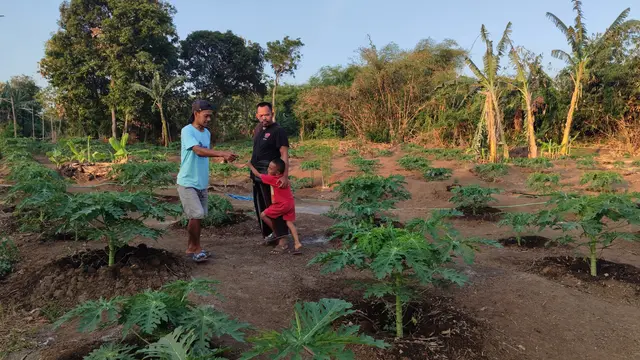Perkebunan Pepaya Pancor Emas, Pasuruan, Jawa Timur