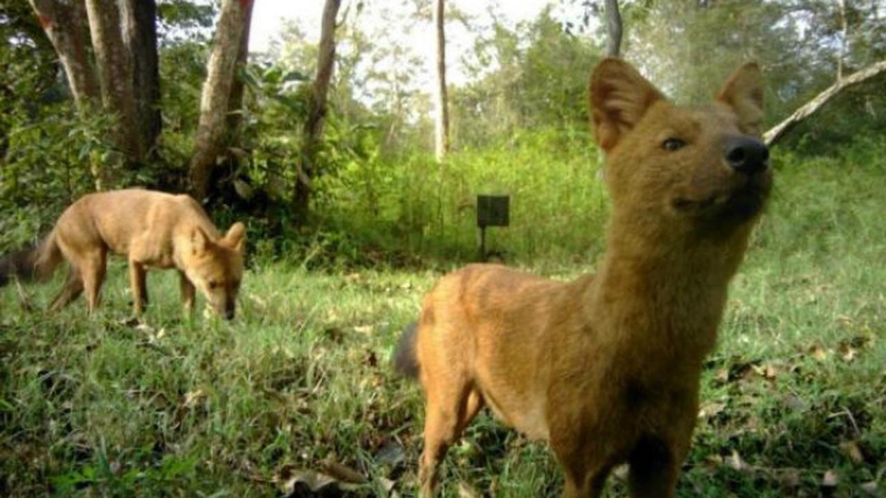 Dhole