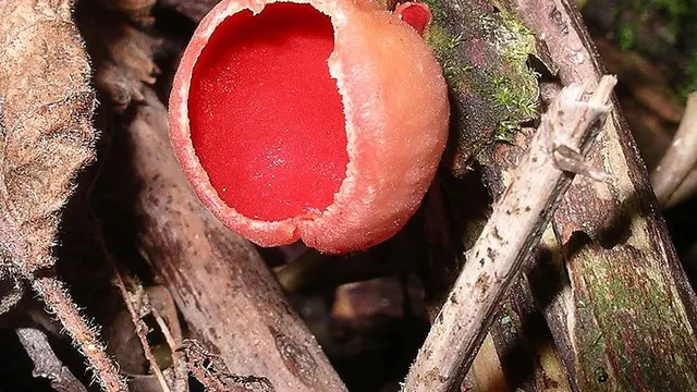 Ascomycota