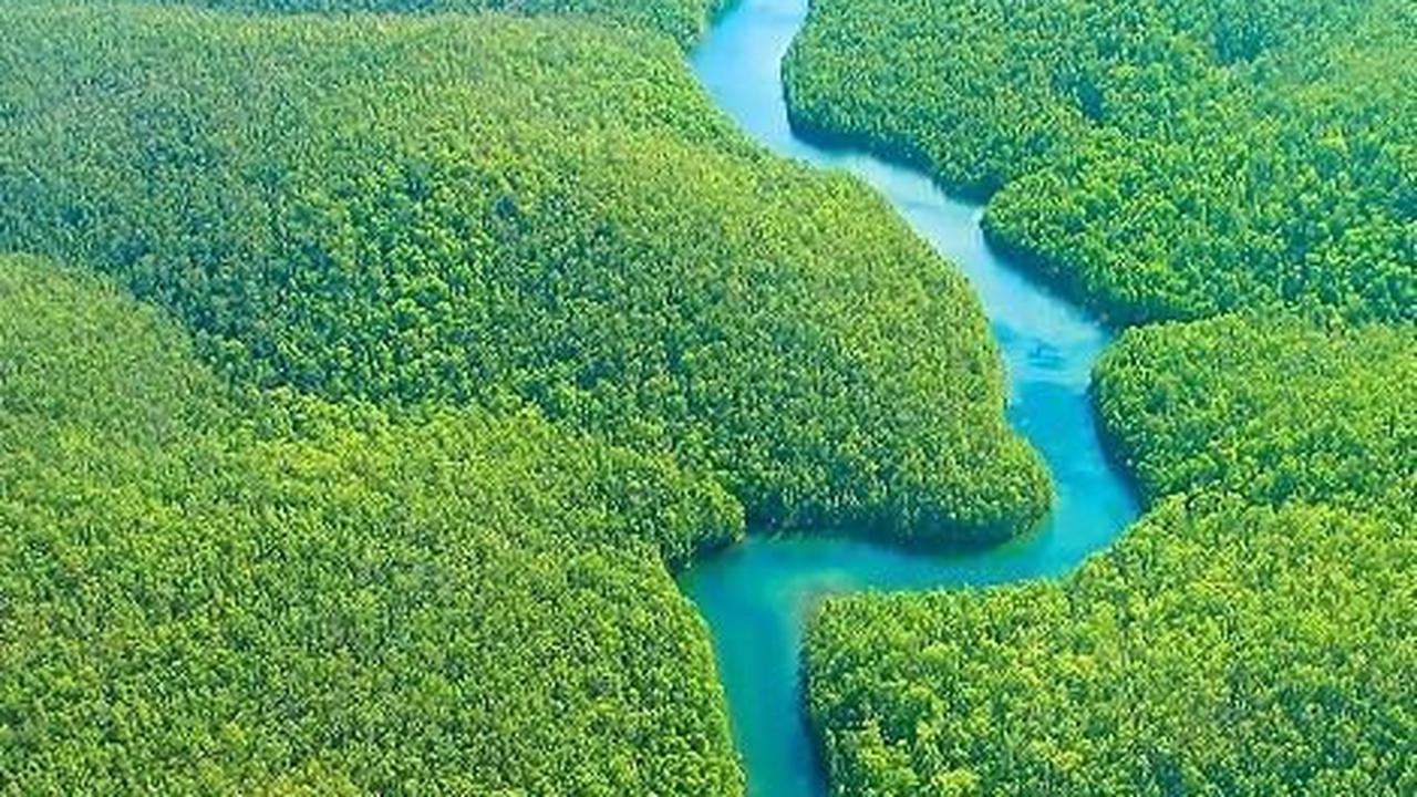 Terjebak 4 Hari di Hutan