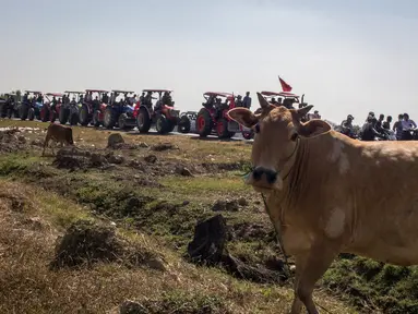 Seekor sapi terlihat saat para petani mengendarai traktor dalam konvoi mengambil bagian dalam demonstrasi menentang kudeta militer di Thongwa, di pinggiran Yangon (12/2/2021). Para petani menuntut jenderal selaku pemimpin militer Myanmar yang melakukan kudeta untuk melepaskan kekuasaan. (AFP/STR)