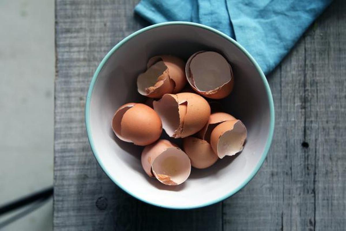 Kulit Telur