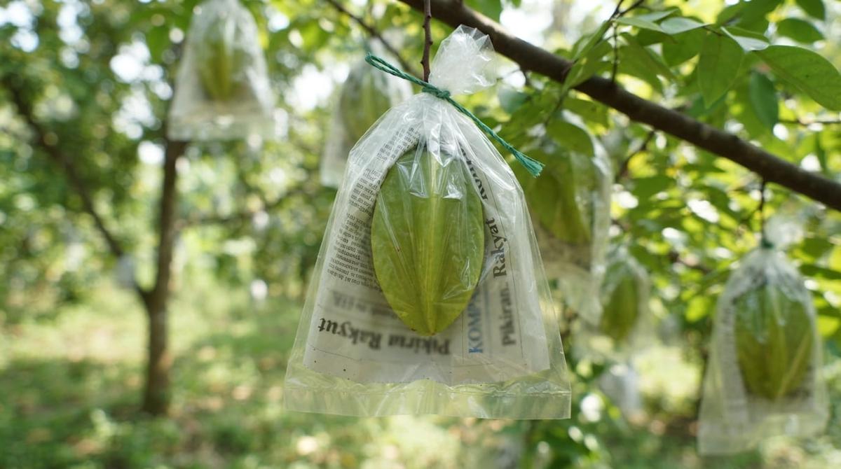 Cara Mengatasi Lalat Buah pada Belimbing