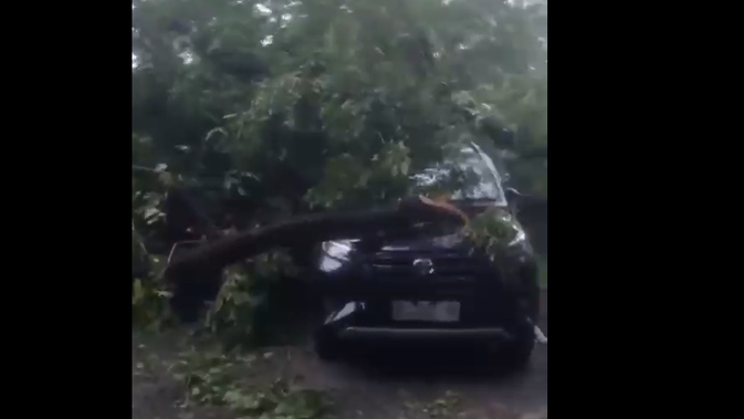 Pohon Tumbang Disertai Suara Dentuman Keras Bikin Pegawai Kantor Gubernur Sulsel Panik, 4 Mobil Ringsek