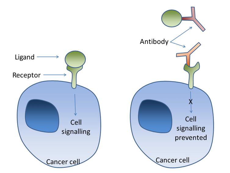 Mekanisme pengeblokan antibodi pada reseptor HER2 atau VEGF oleh trastuzumab atau bevacizumab.