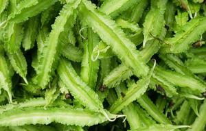 Kecipir kaya protein nabati, serta, vitamin, dan mineral yang bermanfaat untuk pencernaan, kesehatan tulang, mata, hingga daya tahan tubuh. (dok. Nunawwoofy/Freepik)