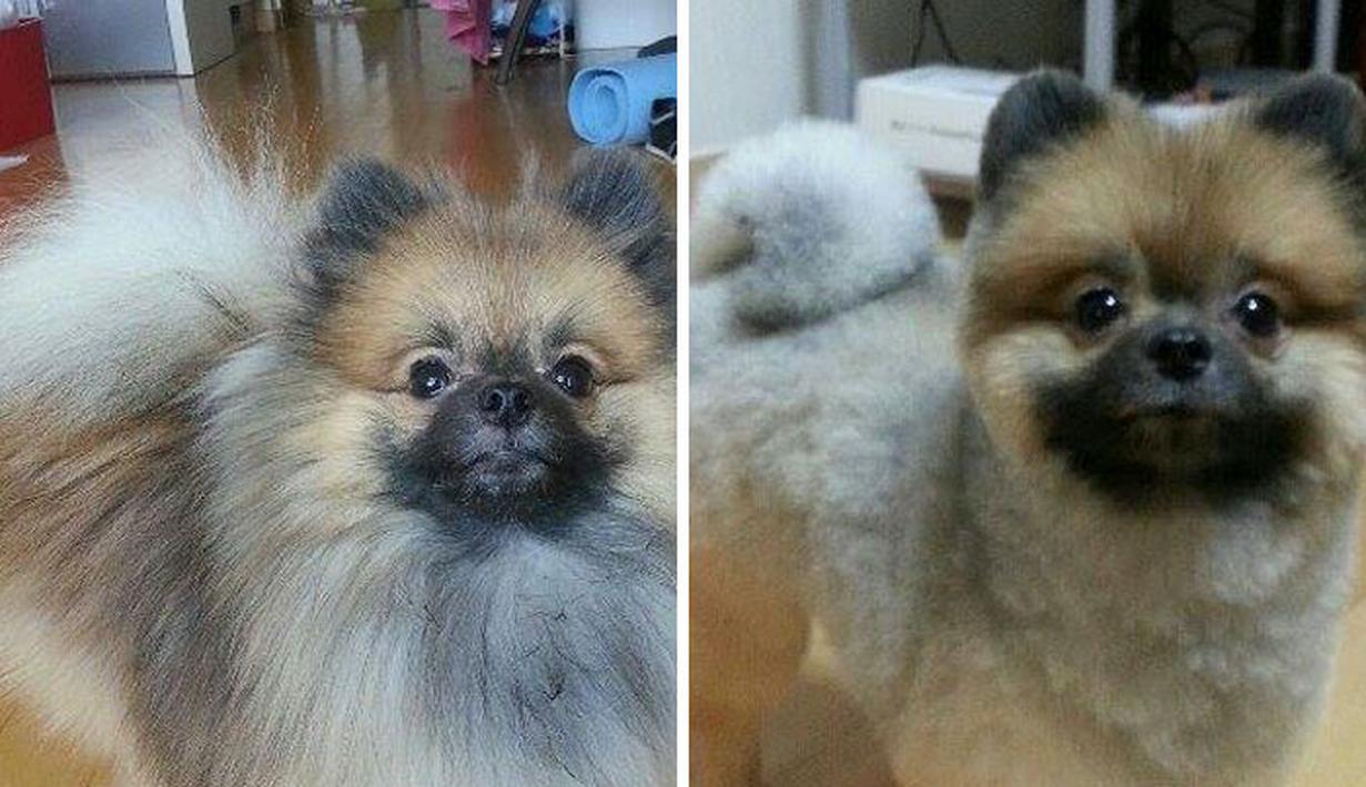 10 Foto Before After Anjing  Potong  Rambut  Cute dan Bikin 