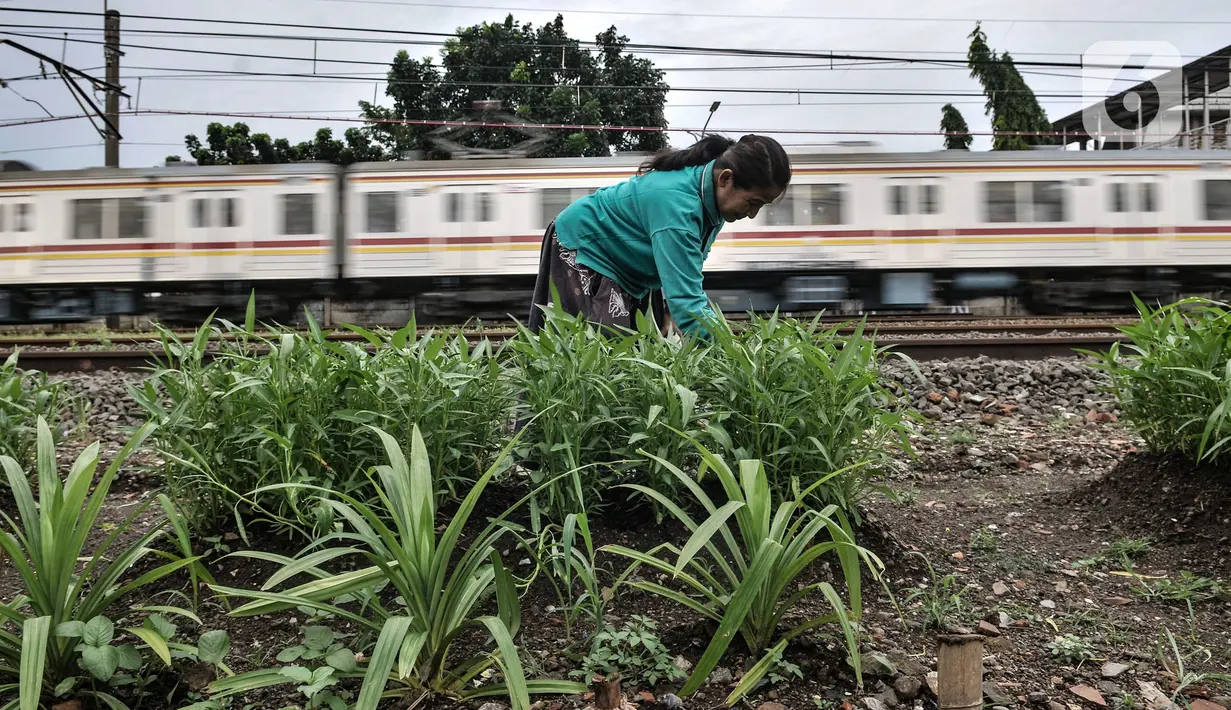 Rangkaian kereta saat melintas Wiwin (51) melakukan perawatan tanaman sayur di dekat Kebun Kesehatan, RT 004/008, Cipinang Lontar, Jakarta, Senin (8/3/2021). Saat ini Wiwin tengah membuat apotik hidup yang ditanami berbagai jenis tanaman obat. (merdeka.com/Iqbal S Nugroho)