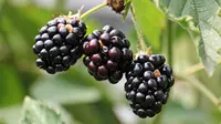 Blackberry / Sumber: Pixabay