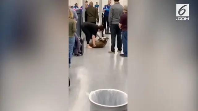 Kekacauan terjadi di Bandara Internasional Orlando karena seekor anjing jenis Siberian Husky menolak melewati pemeriksaan keamanan.