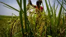 Seorang wanita suku Karbi memanen padi di ladang di pinggiran Gauhati, India, Senin (23/5/2022). Secara historis dan nenek moyang mereka menyebut diri mereka Arleng (harfiah "manusia" dalam bahasa Karbi) dan disebut Karbi oleh orang lain. (AP Photo/Anupam Nath)