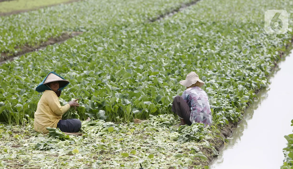 Petani memanen sayuran di Tangerang, Banten, Kamis (8/7/2021). Program Kredit Usaha Rakyat (KUR) sektor pertanian dirasakan manfaatnya oleh petani. (Liputan6.con/Angga Yuniar)