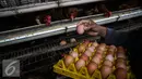 Pekerja memanen telur ayam di kandang ternak ayam telur di Cibeber, Cianjur, Jawa Barat, Rabu (30/11). Peternakan ayam tersebut memproduksi telur ayam mencapai satu ton telur per hari dari 20 ribu ekor ayam. (Liputan6.com/Faizal Fanani)