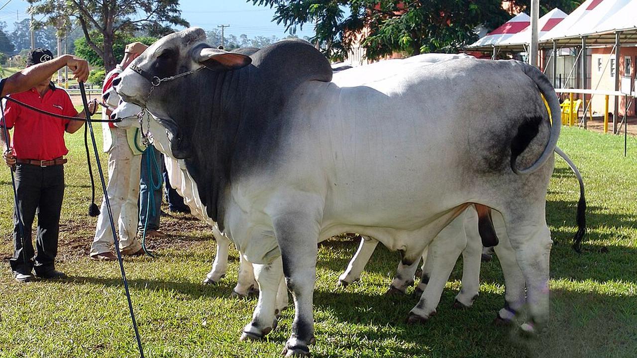 Ilustrasi Sapi Brahman