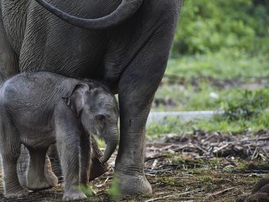 Bayi gajah sumatera yang baru lahir meminta ibunya bernama Suci (30 tahun) untuk menyusui di Unit Respons Konservasi Alue Kuyun di Meulaboh, provinsi Aceh (27/7/2019). Bayi gajah betina tersebut memiliki berat 70 kilogram, panjang 100 cm dan tinggi 90 cm. (AFP Photo/Chaideer Mahyuddin)