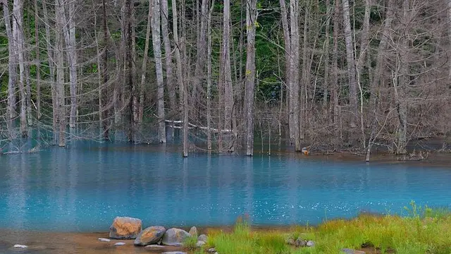 Pesona Blue Pond di Hokkaido yang Menyejukan Mata