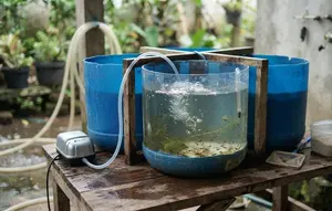 Cara Membuat Tempat Penetasan Benih Lele dari Galon Bekas, Hemat Biaya Hasil Maksimal