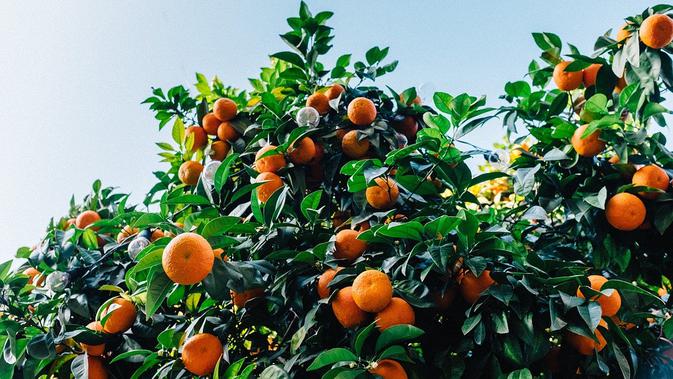 Tangerine / Sumber: Pixabay