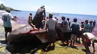 Detik-Detik Menegangkan Perburuan Paus Lamalera