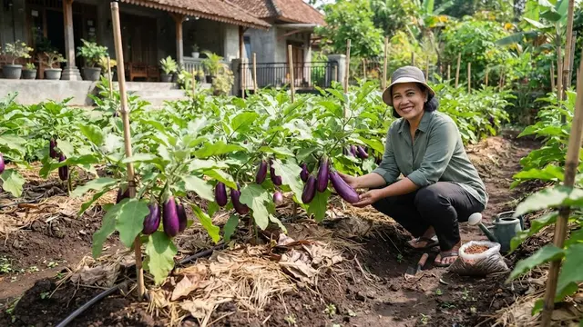 Cara Mencegah Buah Terong Berlubang Sebelum Dipanen