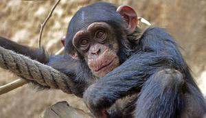 Ilustrasi simpanse (pixabay.com)