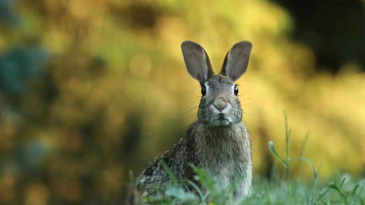 Kelinci Flemish Giant