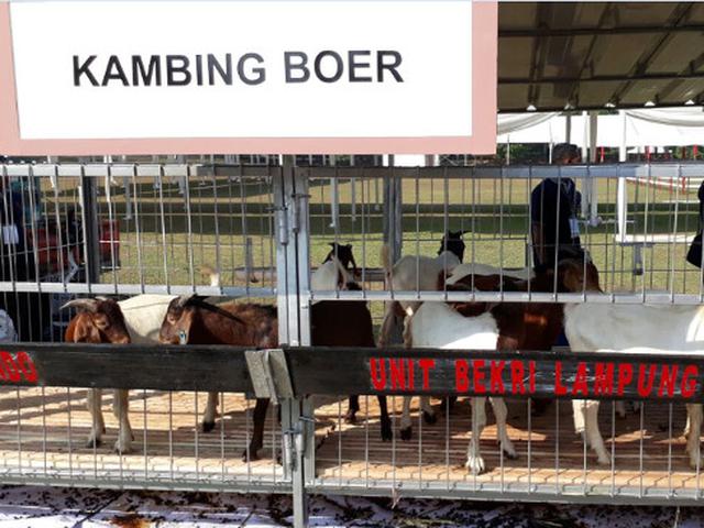 Bisnis Ternak Kambing Dan Domba Masih Menggiurkan Di Ri Bisnis Liputan6 Com