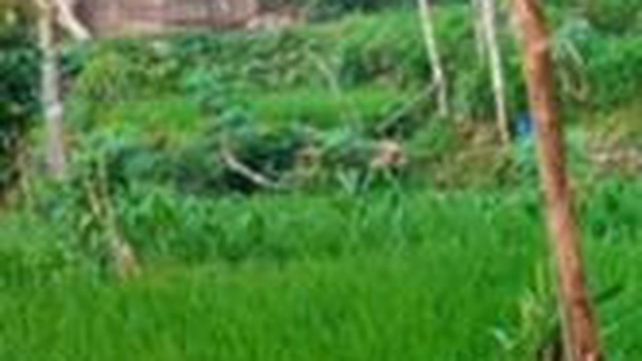 "Tapi pemandangannya bagus banget," terang sang pemilik video. <br>