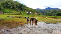 Mengenal Adan, Beras Organik dari Dataran Tinggi Kalimantan