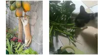 Potret Bahwa Kucing Juga Bisa Jadi Vegetarian