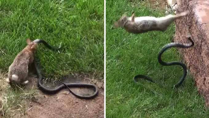 Kekuatan Seorang Ibu, Induk Kelinci Mampu Mengalahkan Ular!