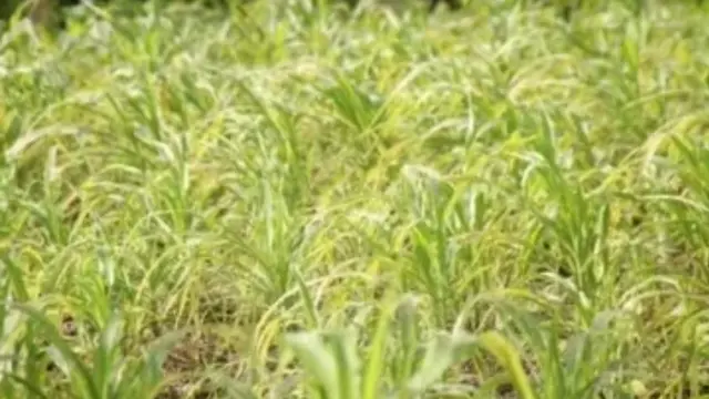Tanaman jagung milik petani di wilayah Kecamatan Solor Barat, Kabupaten Flores Timur, NTT yang nampak menguning akibat terkena abu vulkanik (Liputan6.com/Ola Keda)