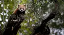 Panda merah (Ailurus fulgens) -juga dikenal sebagai panda kecil atau 'rubah api'- ditemukan di hutan-hutan Asia, terutama di Nepal atau China. (CARLOS COSTA / AFP)