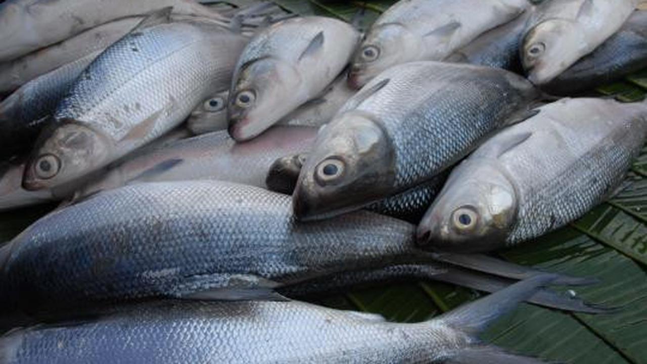 Jelang Imlek, harga Ikan Bandeng mengalami kenaikan