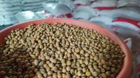 Butiran kacang kedelai impor Amerika menjadi salah satu komoditas yang sangat dibutuhkan pengrajin tempe di Garut, Jawa Barat. (Liputan6.com/Jayadi Supriadin)